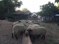 Sheep, Tsigai sheep — photo 1