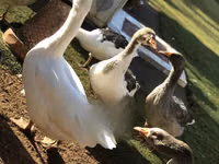 Geese — photo 2