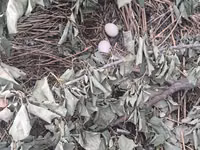 Chickens — foto 6