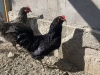 Chickens — الصورة 4