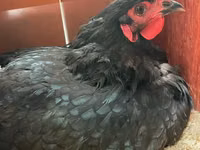 Australorp — photo 4