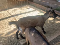 عنزة, Czech Brown Shorthaired goats — الصورة 1