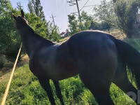 Pferde (Partie, Geschlecht nicht angegeben), Hanoverian — Foto 1