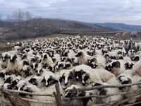 Sheep, Bessarabian sheep — photo 1