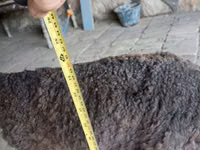 كبش, Arabi sheep — الصورة 1