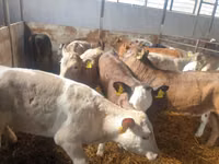 Bulle, Simmental cattle — Foto 3