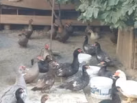 Hausente — Foto 5