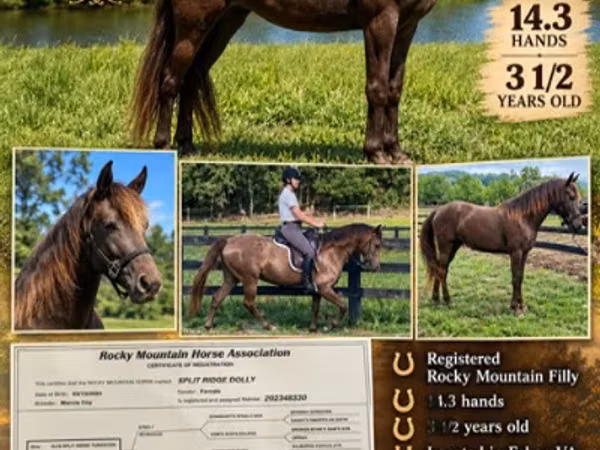 Mare, Rocky Mountain Horse