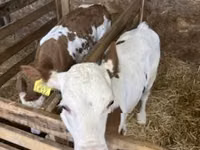 Vaca, Raza gris húngara — foto 5