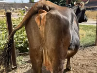 Cow, Cattle — photo 8