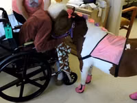 母马, Miniature horse — 照片 7