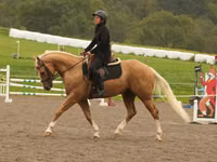 Hengst, Quarter Horse — Foto 7