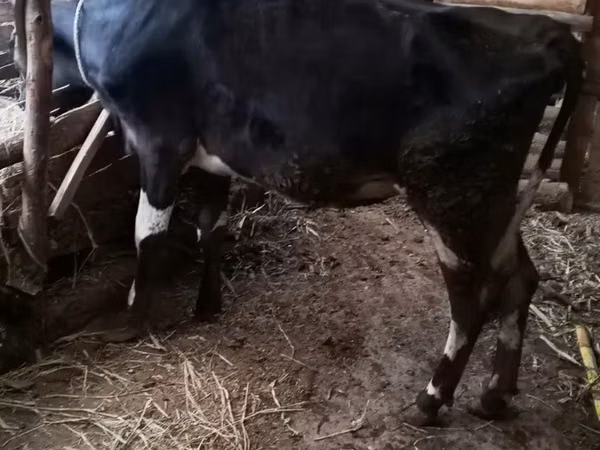 Cow, Holstein breed