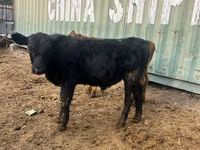 Bull, Aberdeen-Angus — photo 3