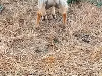 Cabra, Cabras — foto 2
