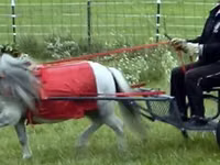 घोड़ा, Miniature horse — फ़ोटो 6