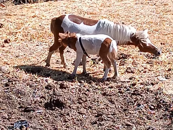 母马, Australian Pony