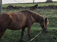 Mare, Azerbaijan horse — photo 2