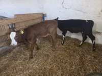 Cow, Cattle — photo 4