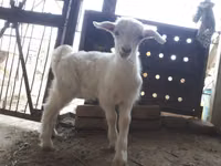 Cabras (lote, sexo no especificado), Saanen goat — foto 1