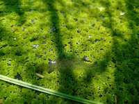 High Quality Azolla Seedling For Replanting — फ़ोटो 3