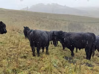 Cow, Galloway cow — photo 4