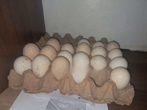 Turkeys