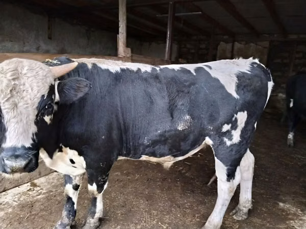 Toro, Russian Black pied cattle