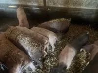 Schweine (Partie, Geschlecht nicht angegeben), Schweine — Foto 1