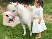 घोड़ा, Miniature horse — फ़ोटो 2