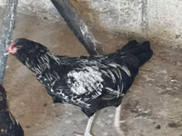 Ameraucana — photo 3