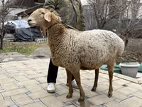 Oveja, Arashan sheep — foto 1