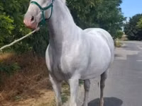 Stute, Lipizzaner — Foto 6