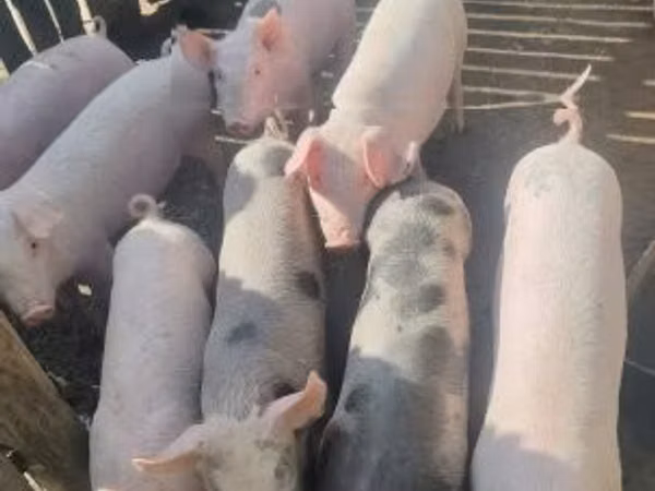 Pigs (batch, sex not specified), Pigs