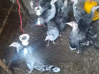 Turkeys — photo 2