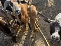 أغنام (دفعة، الجنس غير محدد), Cameroon sheep — الصورة 4