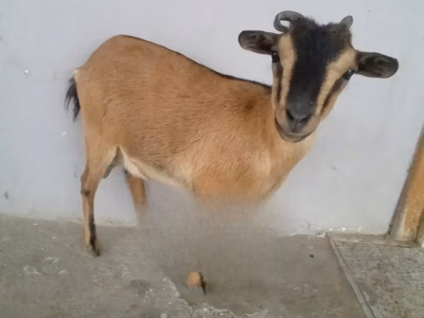Goat, Goats