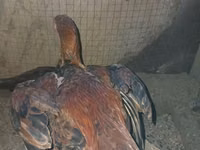 Chickens — Foto 5