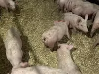 Schweine (Partie, Geschlecht nicht angegeben) — Foto 4