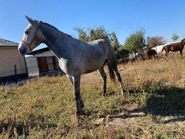 Hengst, Friesian sport horse