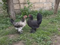 Japanisches Bantam — Foto 1