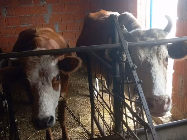 بقرة, Simmental cattle