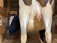 Kuh, Holstein-Rasse — Foto 4