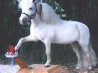 Stute, Miniature horse — Foto 8