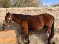 Mare, Kyrgyz Horse — photo 2