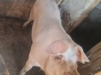 Sow, Pigs — photo 2