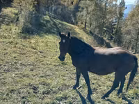 Horses (batch, sex not specified), New Altai Horse — photo 1