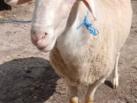 Widder, Assaf sheep — Foto 3