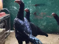 Gallinas Shamo — foto 4