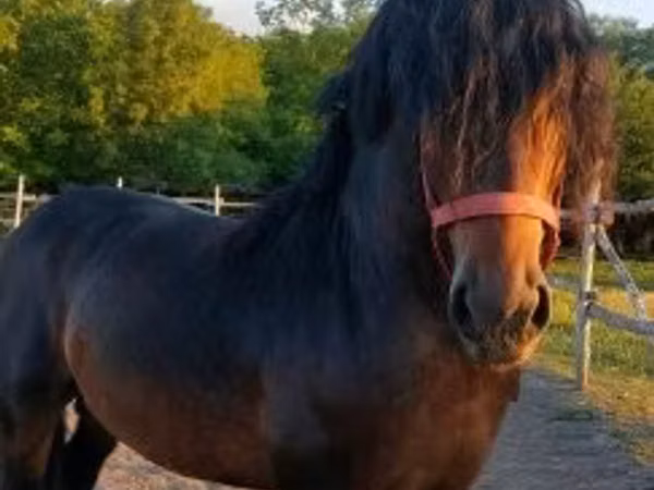 Hengst, Hungarian horse breed